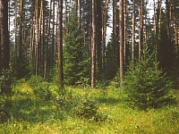 Лес 1